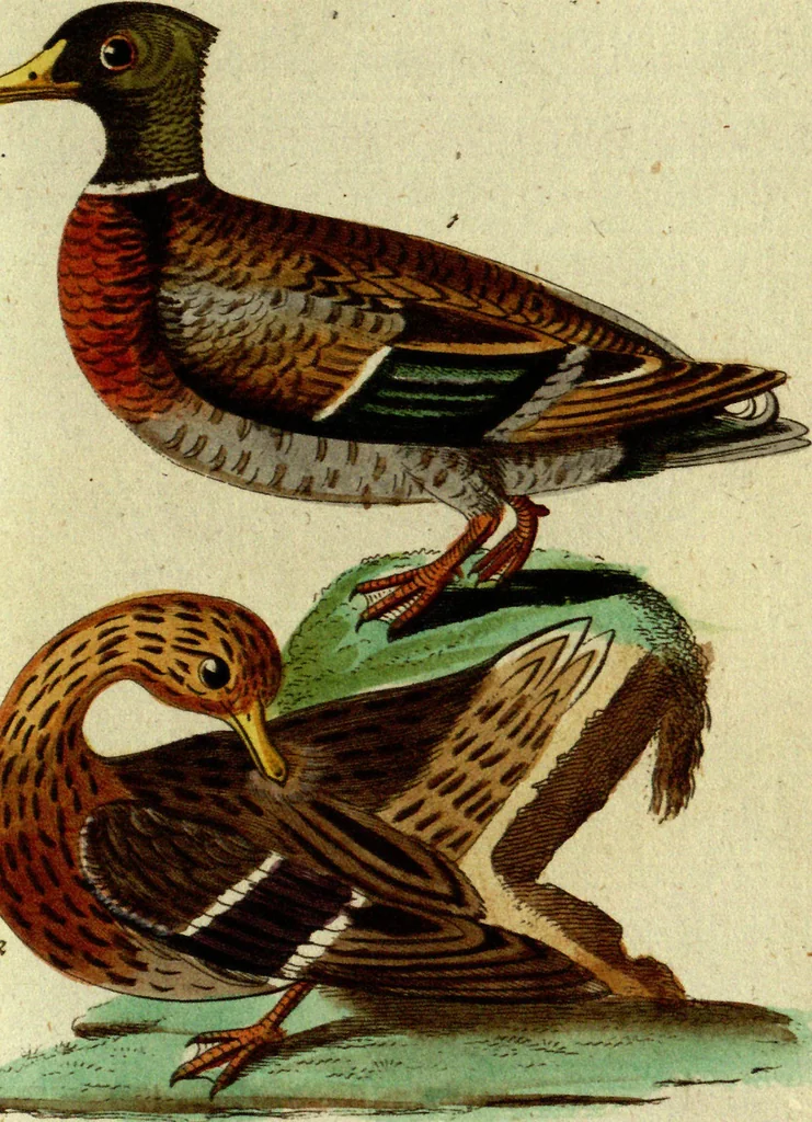 An illustration from (Band 5): Fünftes Hundert, 1804, leaf 150