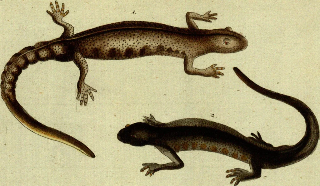 An illustration from (Band 5): Fünftes Hundert, 1804, leaf 152