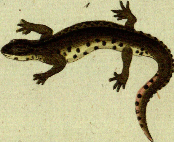 An illustration from (Band 5): Fünftes Hundert, 1804, leaf 153