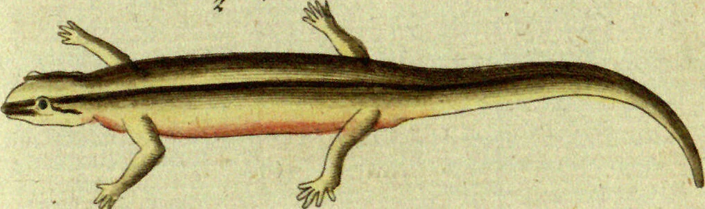 An illustration from (Band 5): Fünftes Hundert, 1804, leaf 153