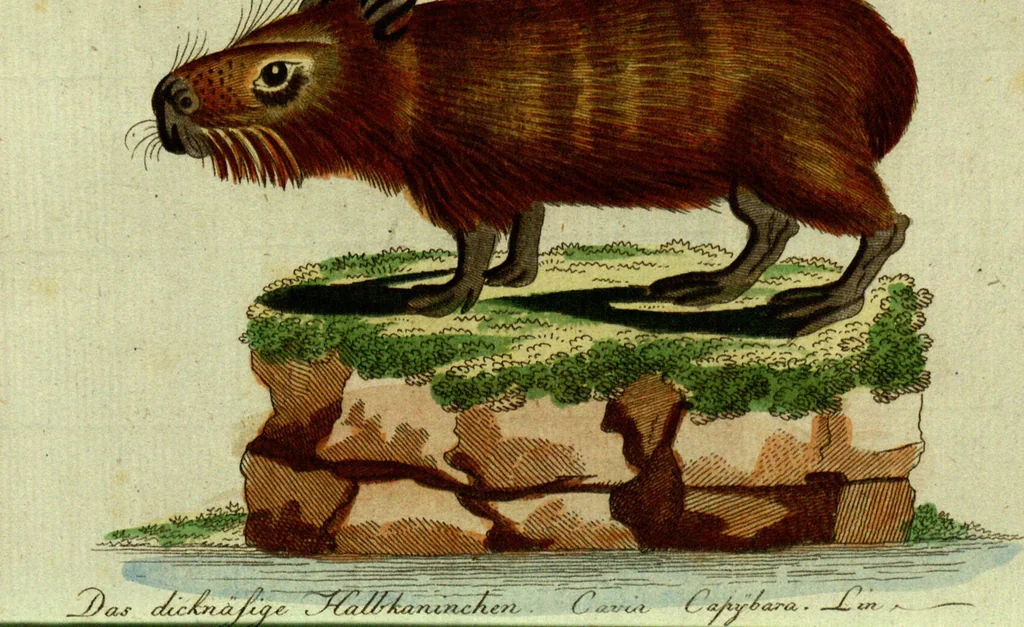 An illustration from (Band 5): Fünftes Hundert, 1804, leaf 158