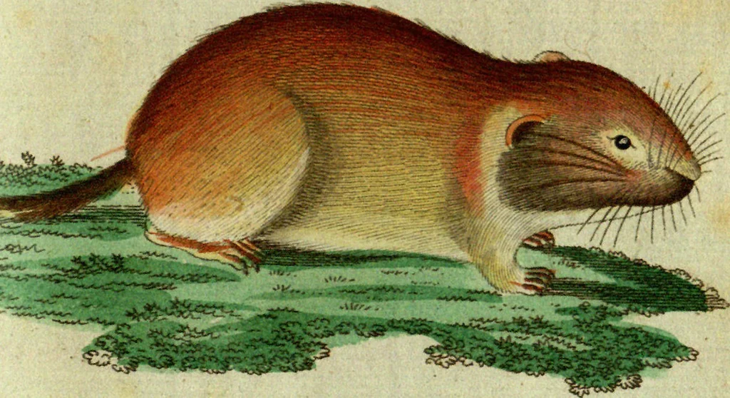 An illustration from (Band 5): Fünftes Hundert, 1804, leaf 159
