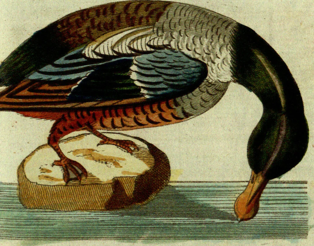 An illustration from (Band 5): Fünftes Hundert, 1804, leaf 162