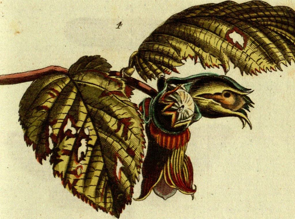 An illustration from (Band 5): Fünftes Hundert, 1804, leaf 166