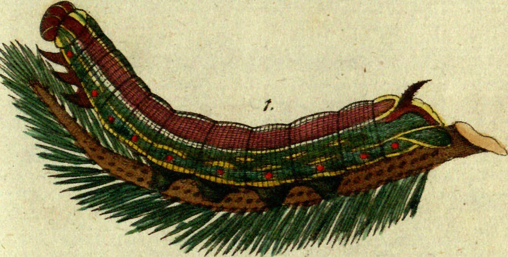 An illustration from (Band 5): Fünftes Hundert, 1804, leaf 167