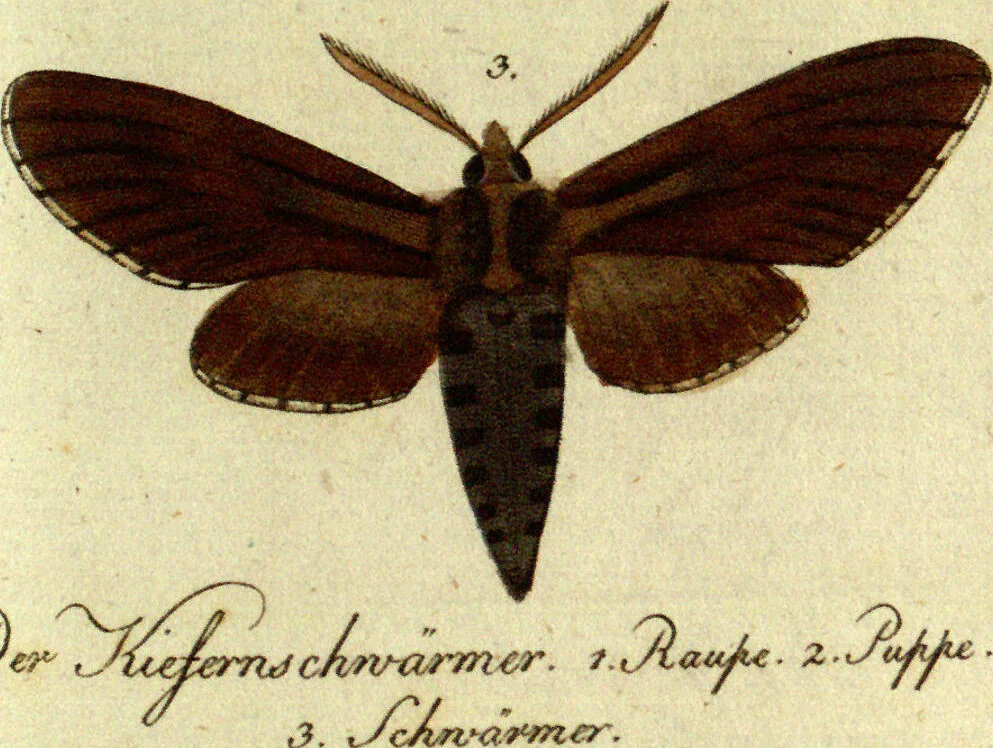 An illustration from (Band 5): Fünftes Hundert, 1804, leaf 167