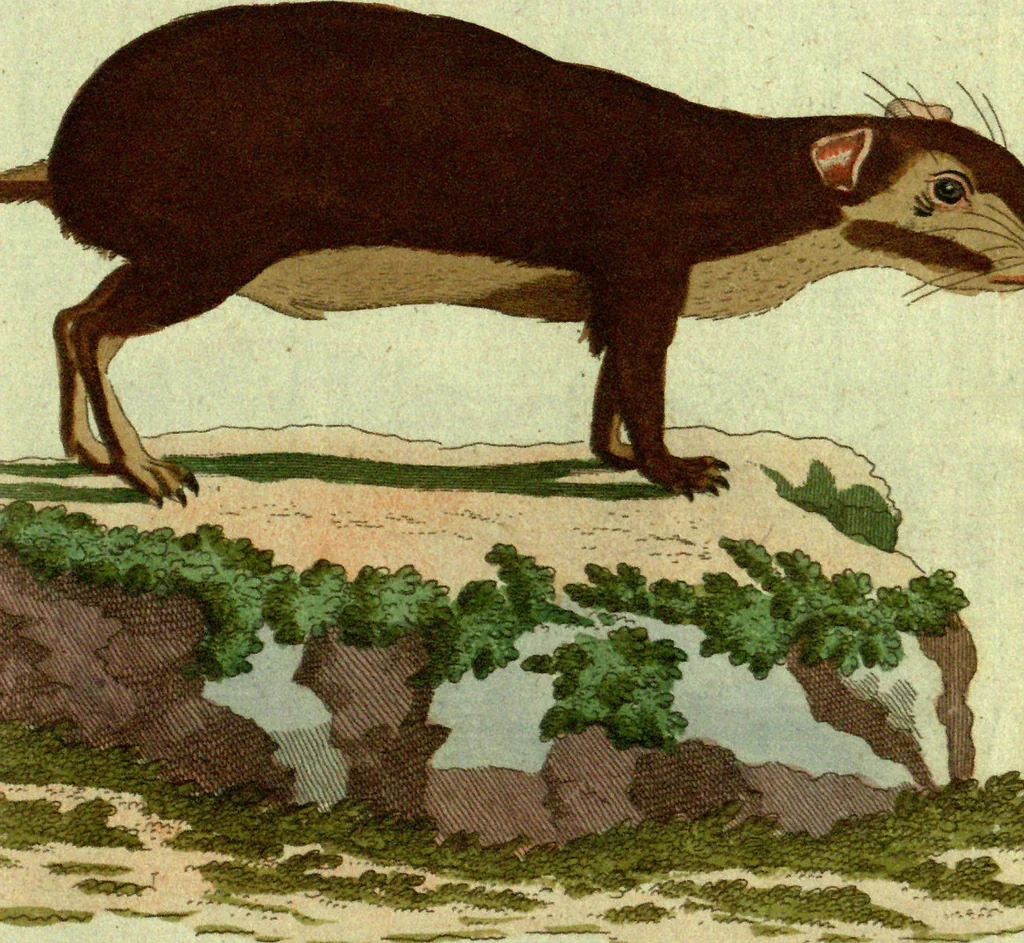 An illustration from (Band 5): Fünftes Hundert, 1804, leaf 169