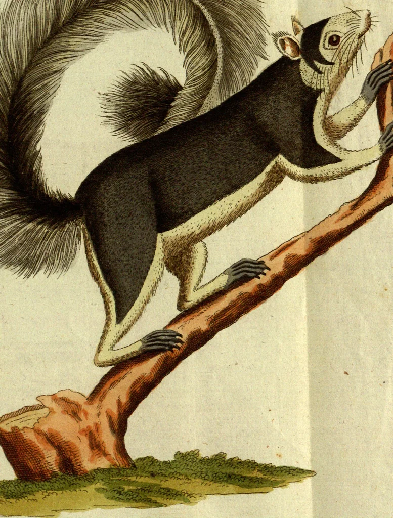 An illustration from (Band 5): Fünftes Hundert, 1804, leaf 171