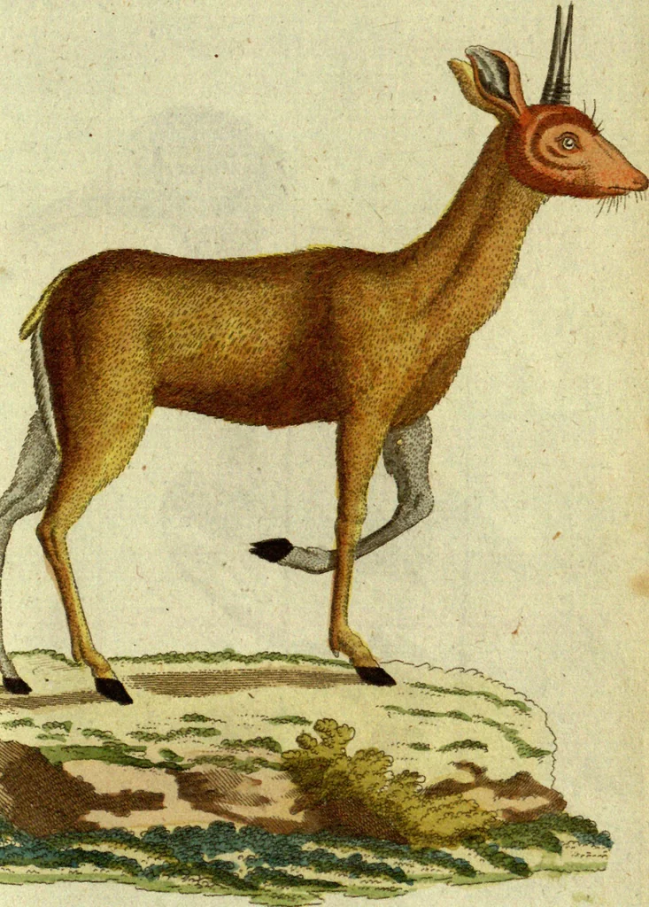An illustration from (Band 5): Fünftes Hundert, 1804, leaf 172