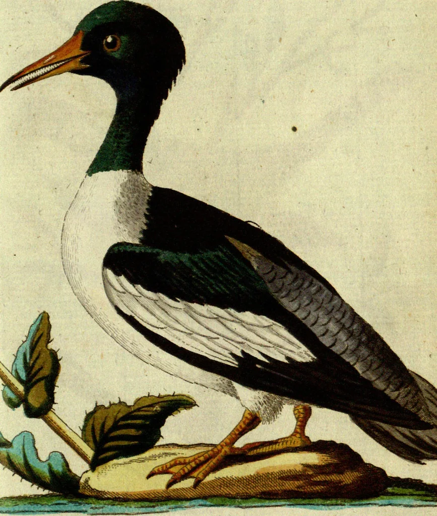 An illustration from (Band 5): Fünftes Hundert, 1804, leaf 173