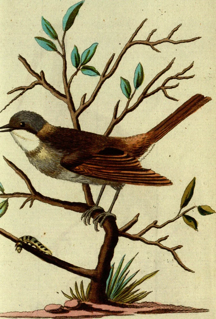 An illustration from (Band 5): Fünftes Hundert, 1804, leaf 174