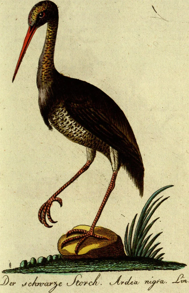 An illustration from (Band 5): Fünftes Hundert, 1804, leaf 175