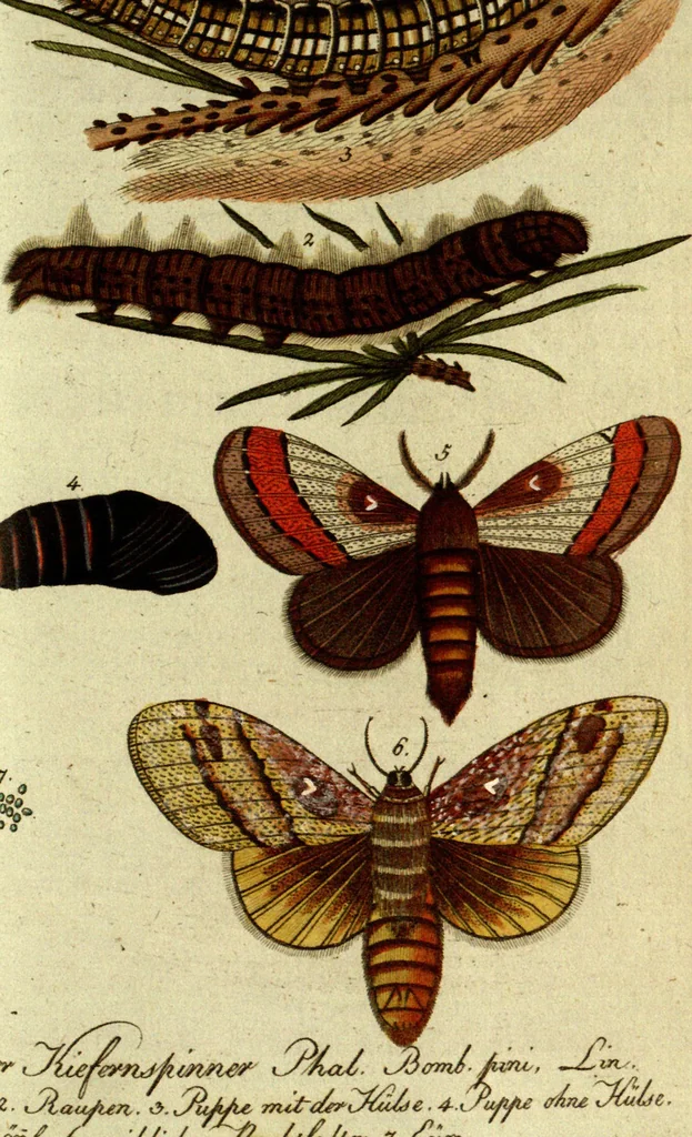 An illustration from (Band 5): Fünftes Hundert, 1804, leaf 178