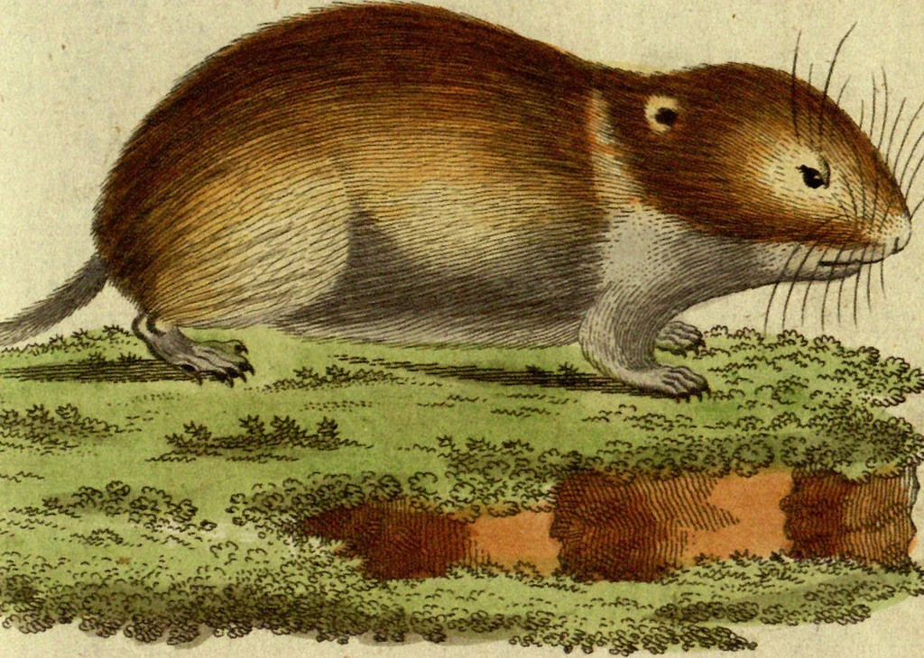 An illustration from (Band 5): Fünftes Hundert, 1804, leaf 180