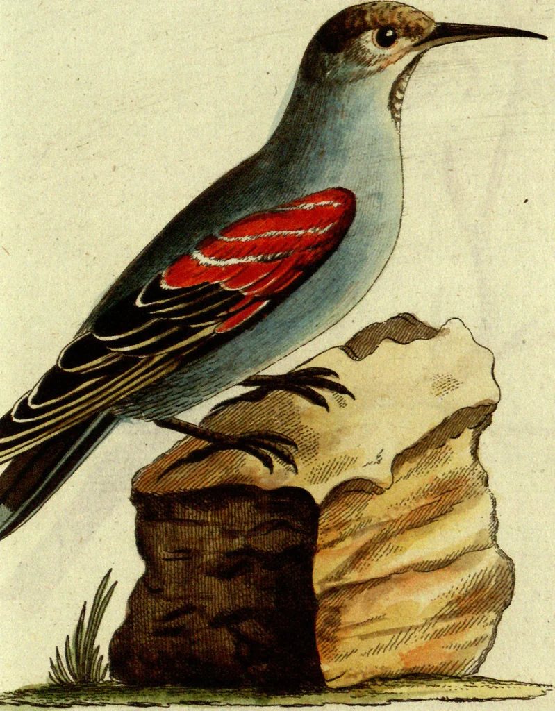 An illustration from (Band 5): Fünftes Hundert, 1804, leaf 185