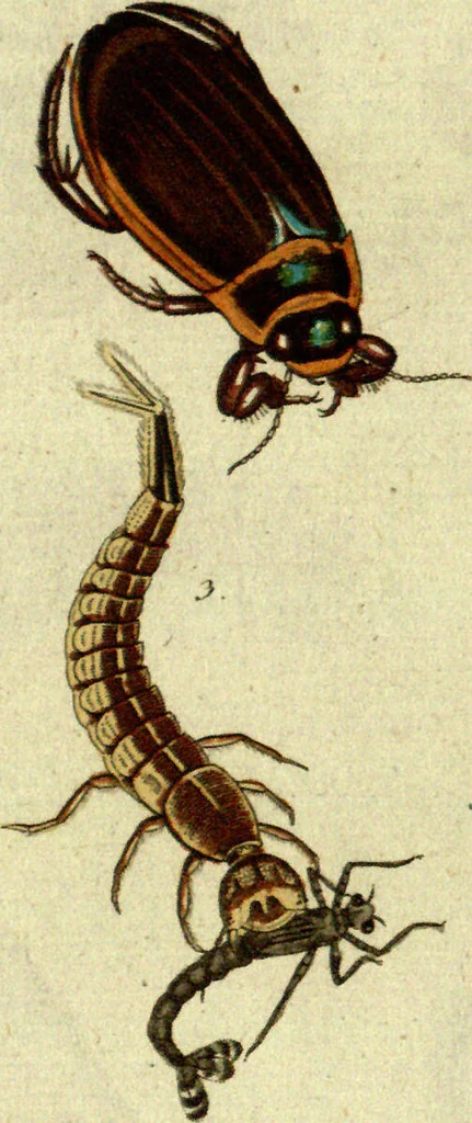 An illustration from (Band 5): Fünftes Hundert, 1804, leaf 188