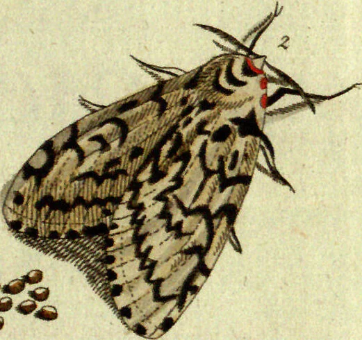 An illustration from (Band 5): Fünftes Hundert, 1804, leaf 189