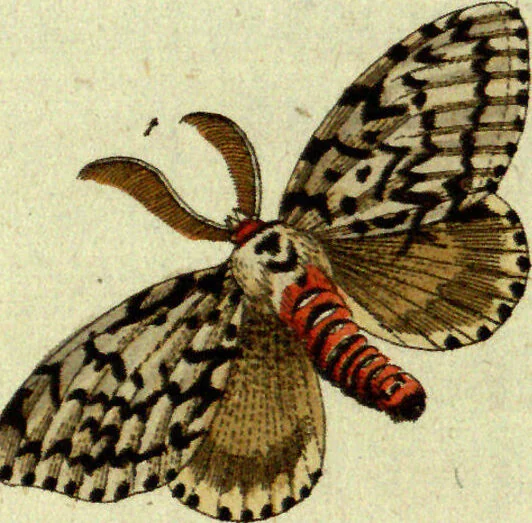 An illustration from (Band 5): Fünftes Hundert, 1804, leaf 189
