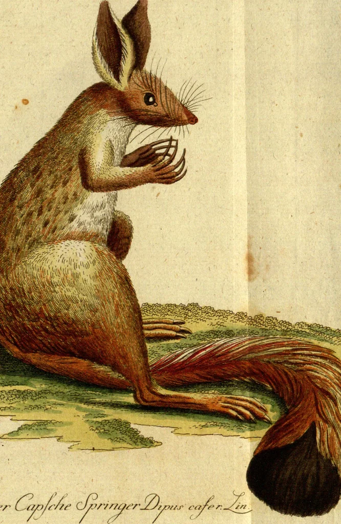 An illustration from (Band 5): Fünftes Hundert, 1804, leaf 192