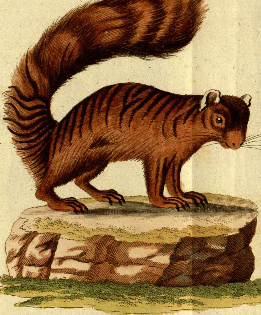 An illustration from (Band 5): Fünftes Hundert, 1804, leaf 193