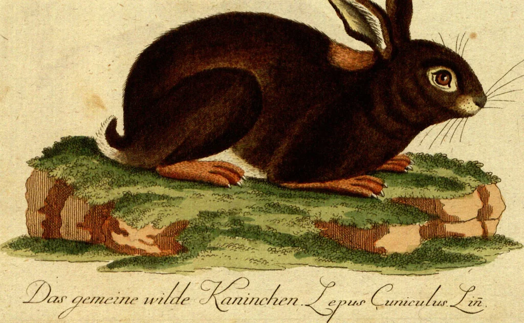 An illustration from (Band 5): Fünftes Hundert, 1804, leaf 194