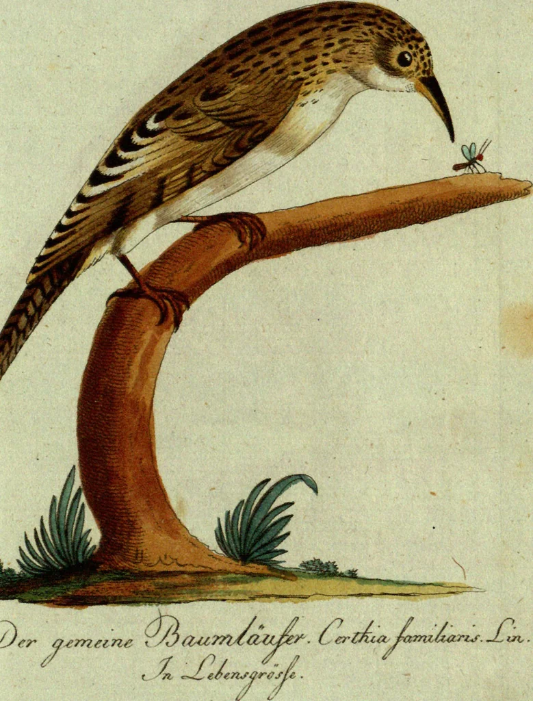 An illustration from (Band 5): Fünftes Hundert, 1804, leaf 196