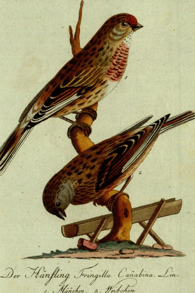 An illustration from (Band 5): Fünftes Hundert, 1804, leaf 197