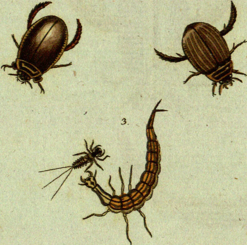 An illustration from (Band 5): Fünftes Hundert, 1804, leaf 198