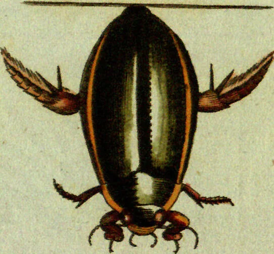 An illustration from (Band 5): Fünftes Hundert, 1804, leaf 199