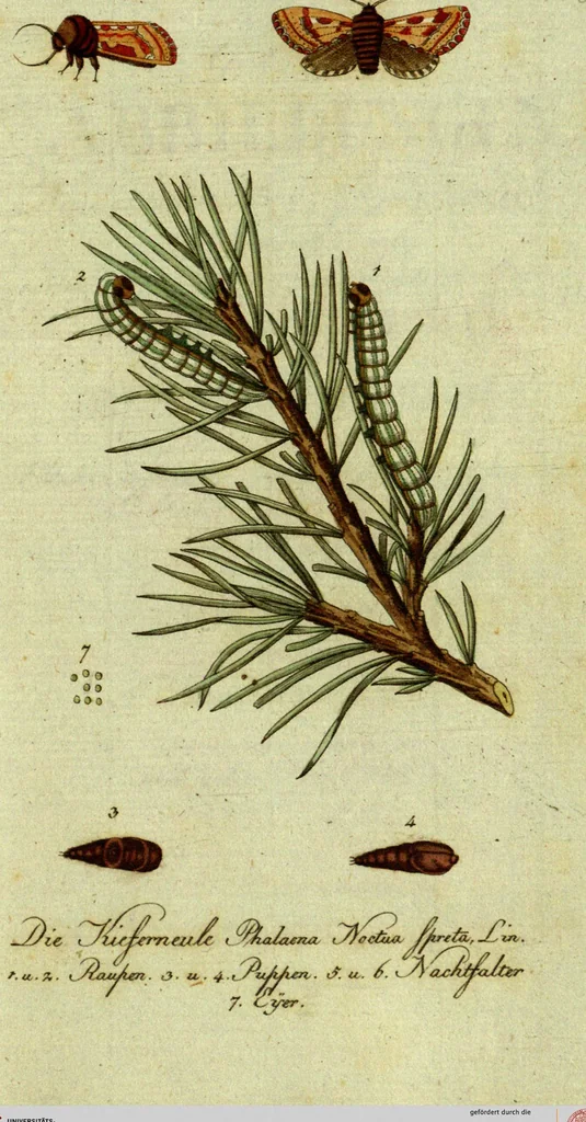 An illustration from (Band 5): Fünftes Hundert, 1804, leaf 200