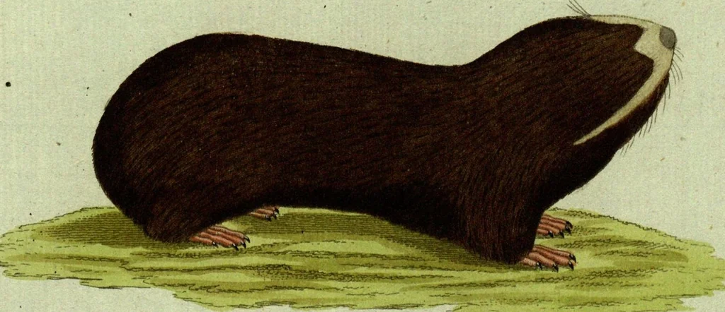 An illustration from (Band 5): Fünftes Hundert, 1804, leaf 203