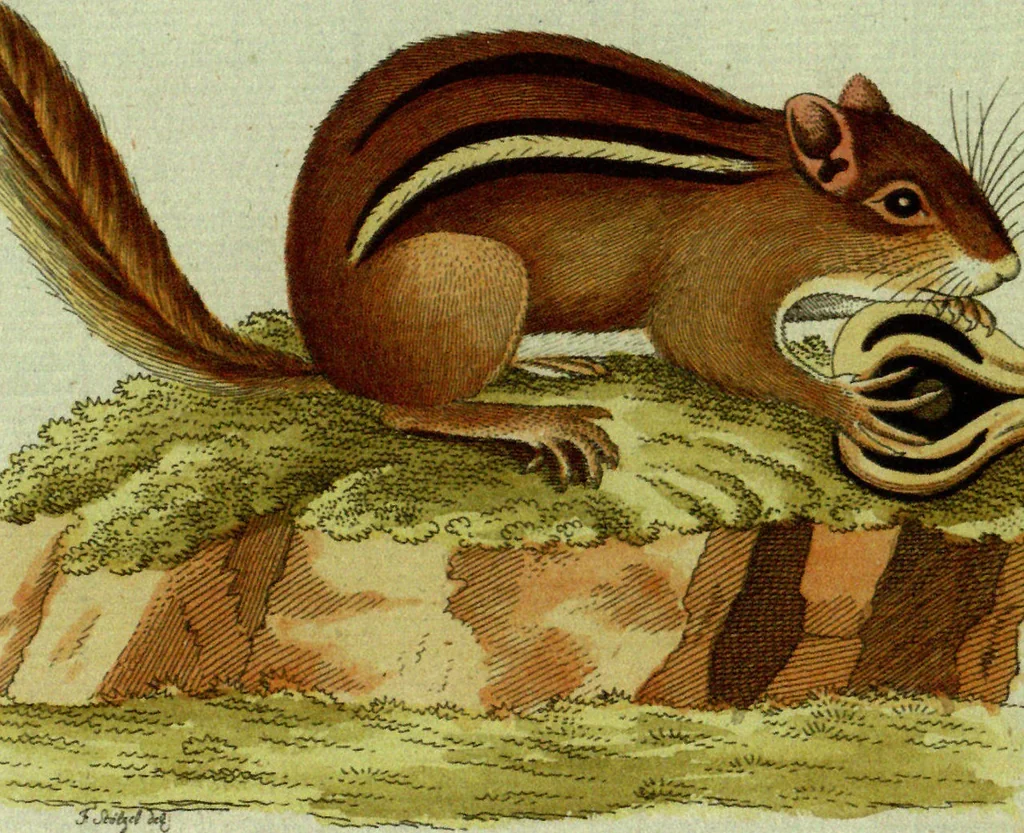 An illustration from (Band 5): Fünftes Hundert, 1804, leaf 204
