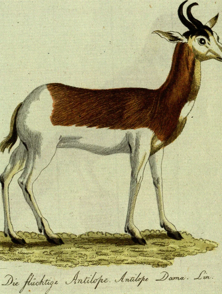 An illustration from (Band 5): Fünftes Hundert, 1804, leaf 206