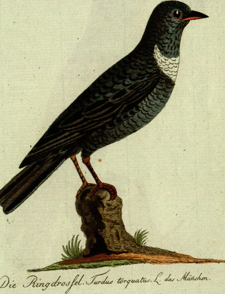 An illustration from (Band 5): Fünftes Hundert, 1804, leaf 207
