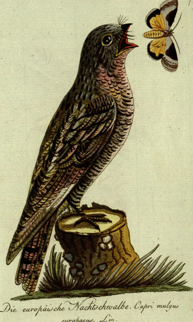 An illustration from (Band 5): Fünftes Hundert, 1804, leaf 208
