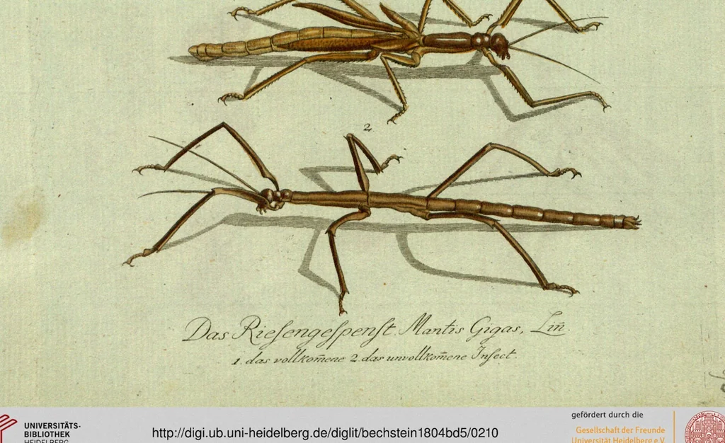 An illustration from (Band 5): Fünftes Hundert, 1804, leaf 210