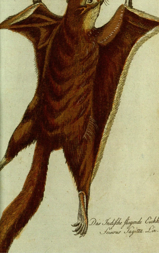 An illustration from (Band 5): Fünftes Hundert, 1804, leaf 99