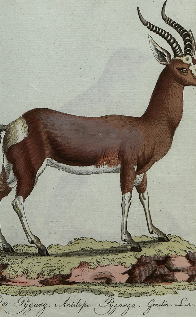 An illustration from (Band 7): Siebentes Hundert, 1807, leaf 100