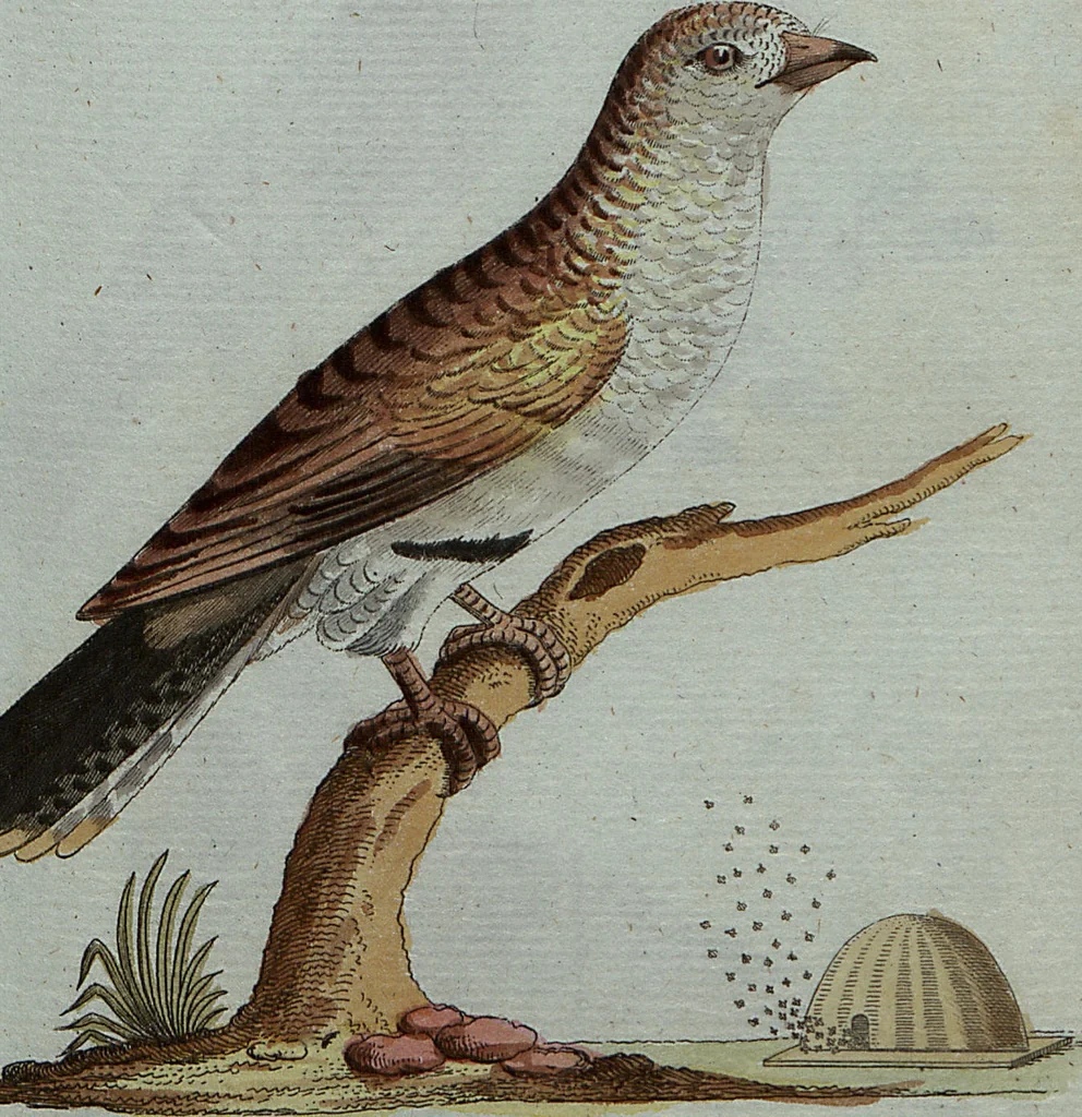 An illustration from (Band 7): Siebentes Hundert, 1807, leaf 101
