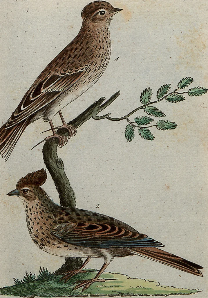 An illustration from (Band 7): Siebentes Hundert, 1807, leaf 102