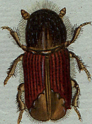 An illustration from (Band 7): Siebentes Hundert, 1807, leaf 104