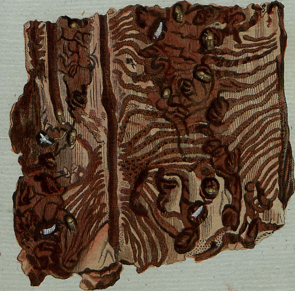 An illustration from (Band 7): Siebentes Hundert, 1807, leaf 104
