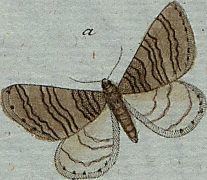 An illustration from (Band 7): Siebentes Hundert, 1807, leaf 105
