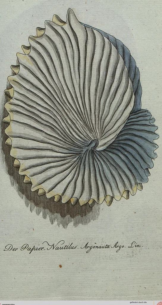 An illustration from (Band 7): Siebentes Hundert, 1807, leaf 106