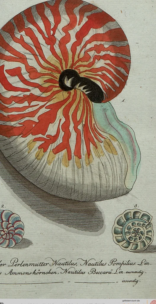 An illustration from (Band 7): Siebentes Hundert, 1807, leaf 107