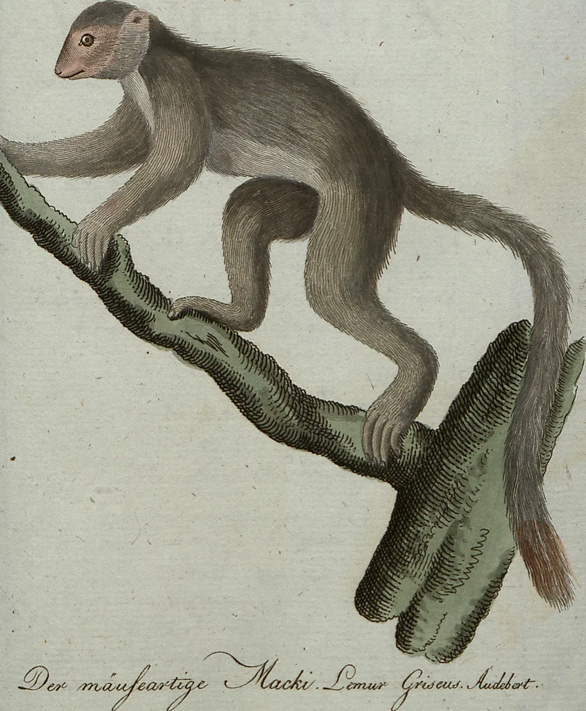 An illustration from (Band 7): Siebentes Hundert, 1807, leaf 108