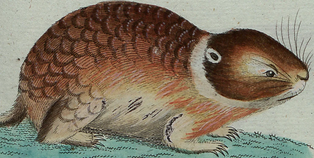 An illustration from (Band 7): Siebentes Hundert, 1807, leaf 110