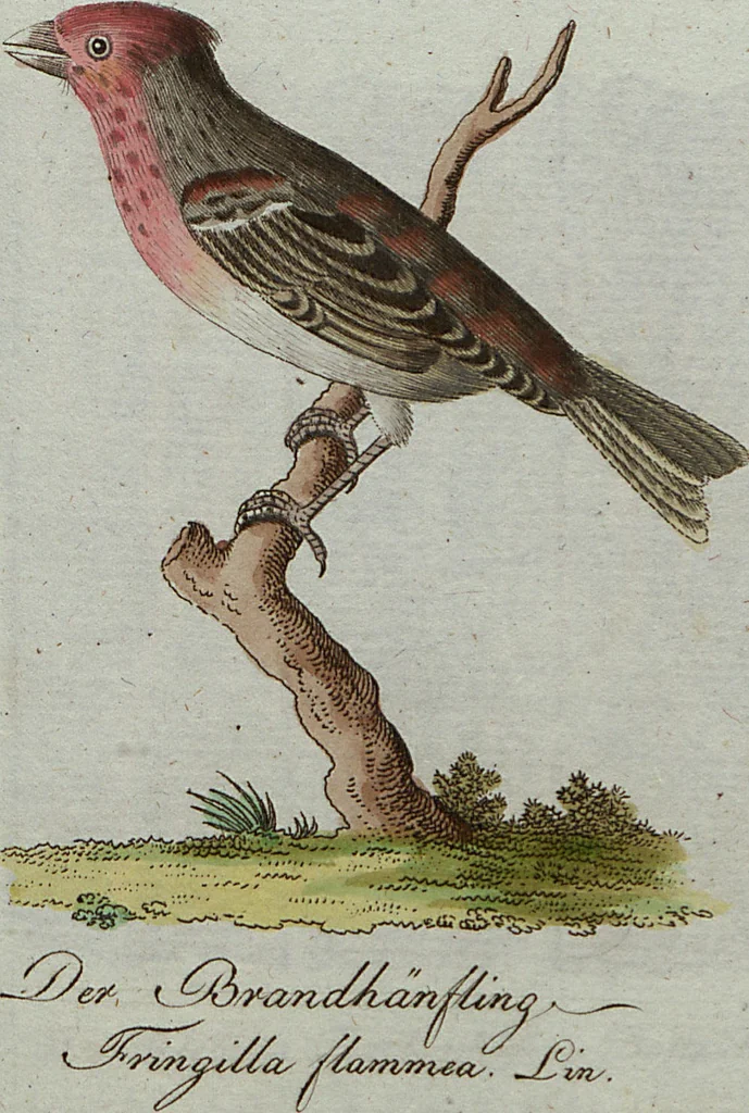 An illustration from (Band 7): Siebentes Hundert, 1807, leaf 113