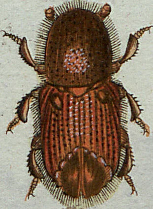 An illustration from (Band 7): Siebentes Hundert, 1807, leaf 114