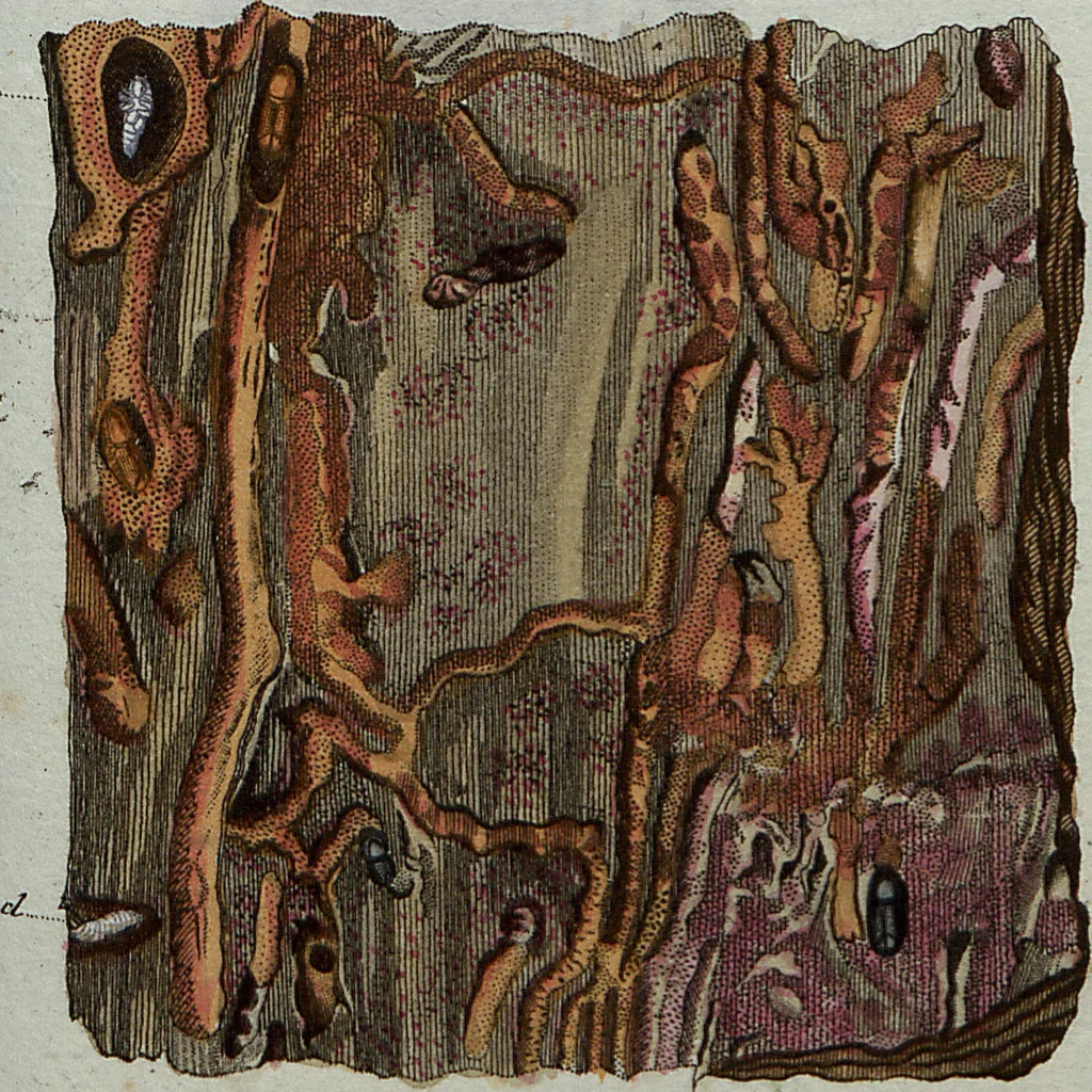 An illustration from (Band 7): Siebentes Hundert, 1807, leaf 114